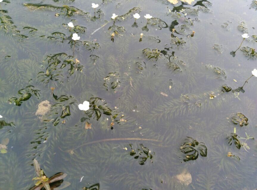 广东水生植物,广东水生植物值得你选择吗