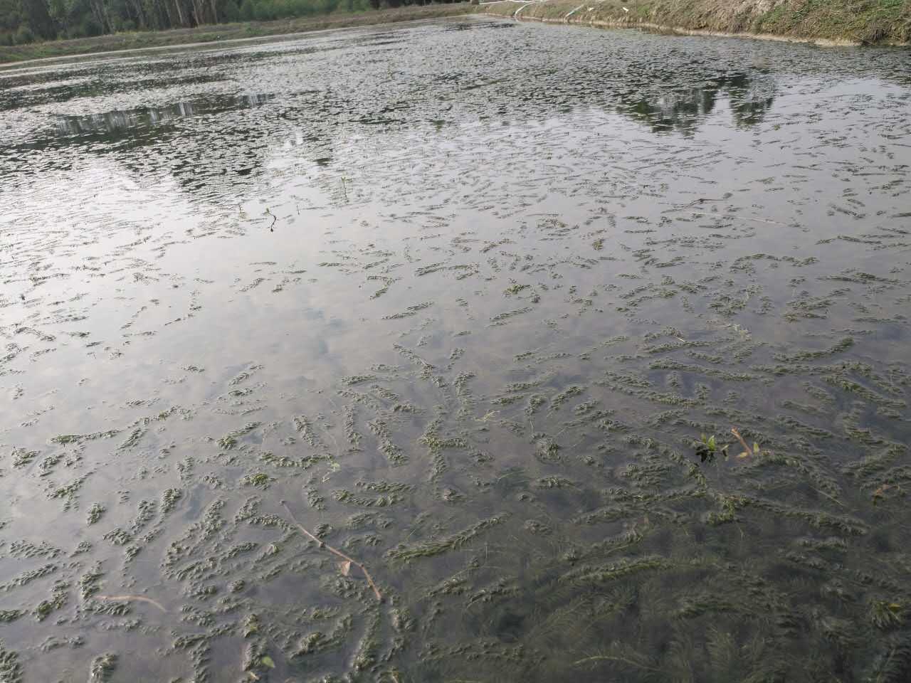 水蕴藻种植