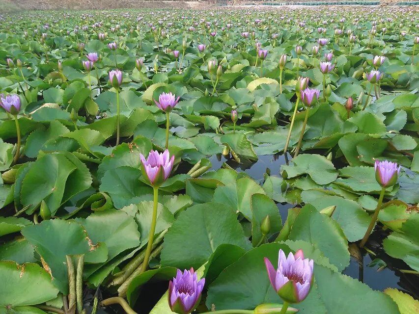 佛山水生植物