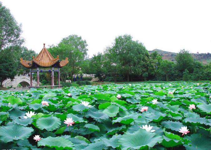 佛山水生植物哪家好