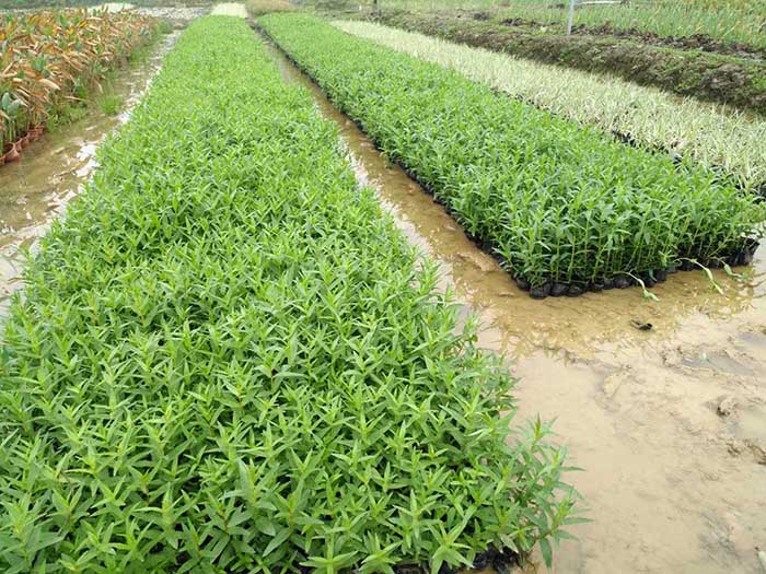 深圳水生植物,深圳水生植物要需要什么呢