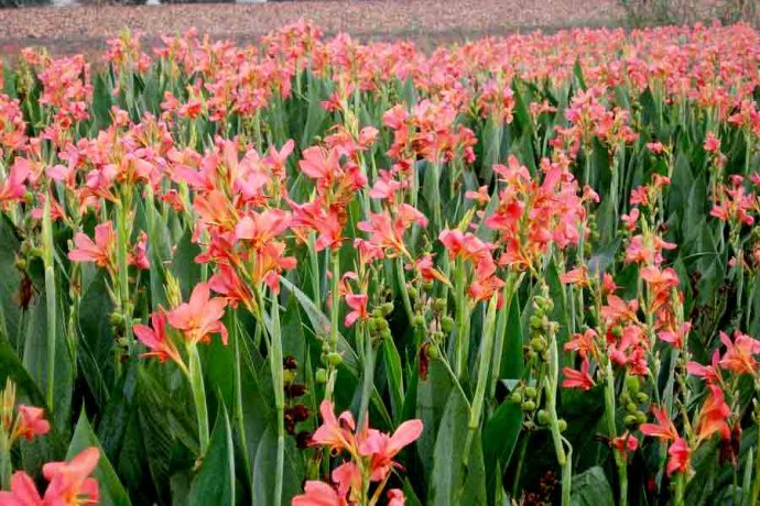 东莞水生植物,东莞水生植物大作战